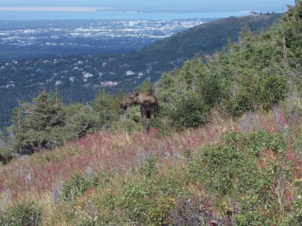 Moose en las faldas de la flat mountain.